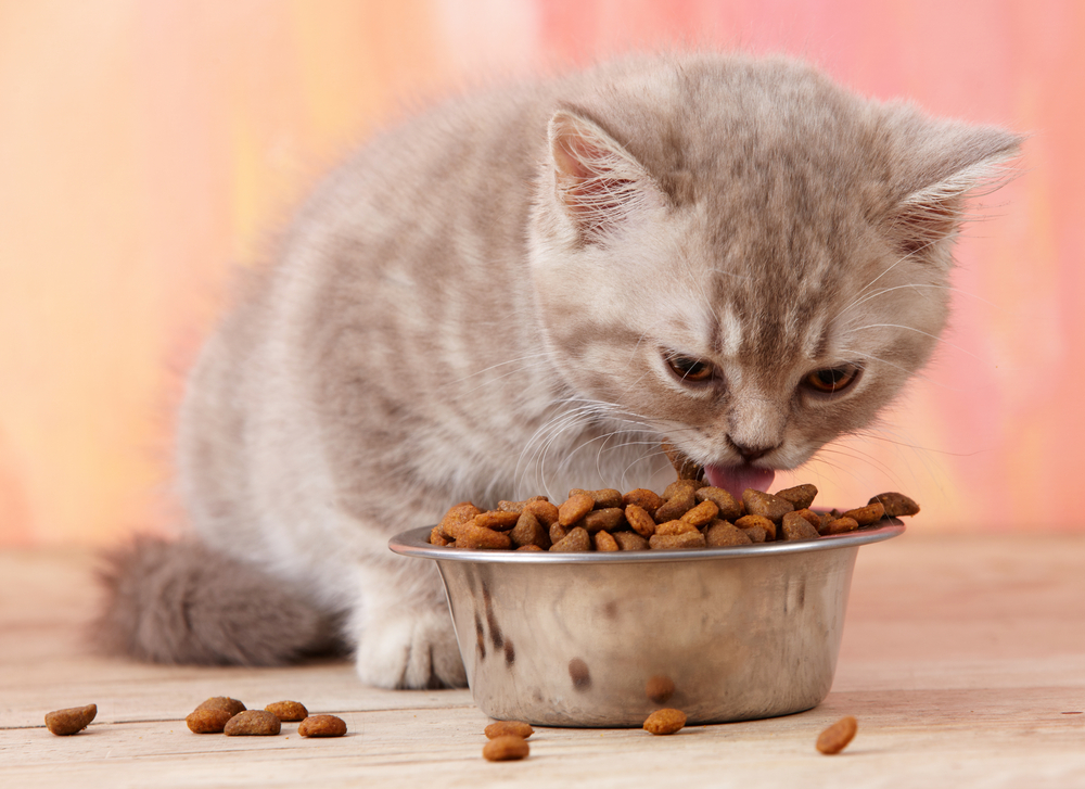 Gambar Makanan Kucing - Homecare24