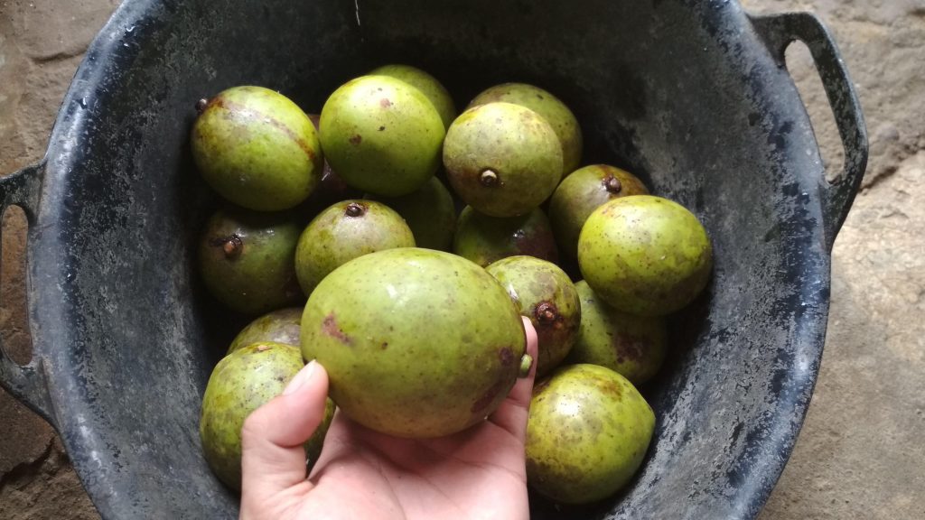 7 Manfaat Buah Bacang yang Tidak Banyak Orang Tahu Koran id 7 Manfaat Buah Bacang yang Tidak Banyak Orang Tahu Koran id
