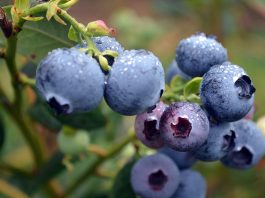 Manfaat Blueberry bagi Kesehatan Tubuh