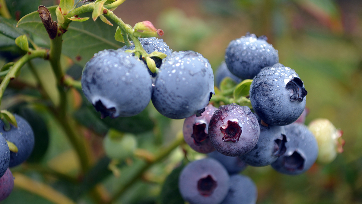 Manfaat Blueberry bagi Kesehatan Tubuh