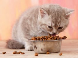 Makanan Kucing Murah