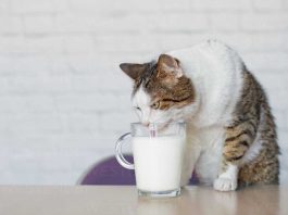 Susu Kucing Murah