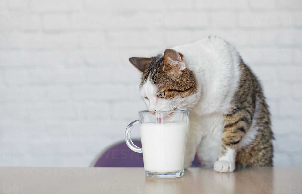 Susu Kucing Murah